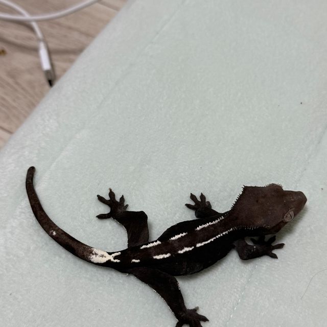 아잔틱