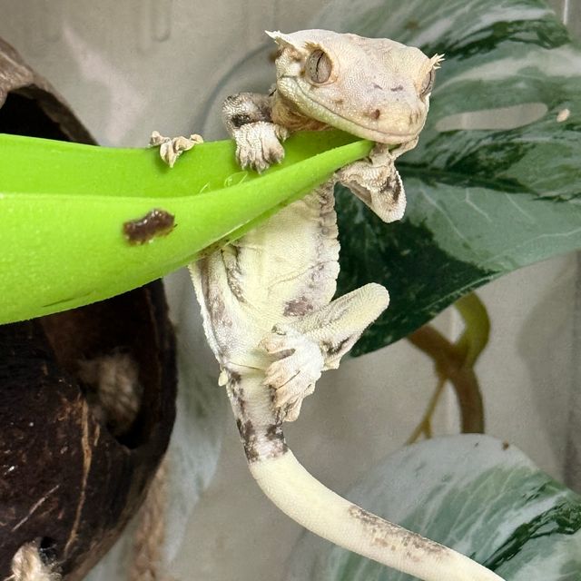 릴리화이트 솔리드백