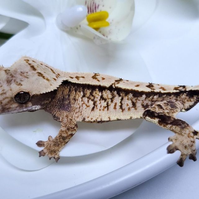 트라이 익스트림할리퀸