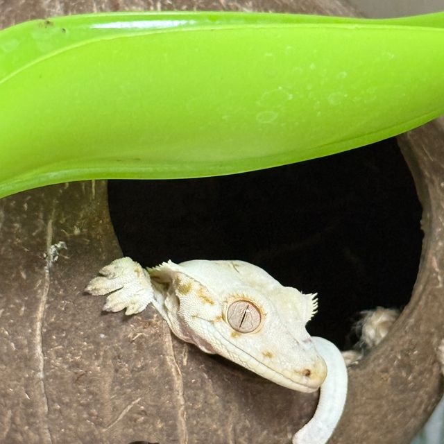 릴리화이트 솔리드백