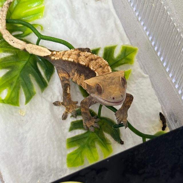 텐저린 익스트림할리퀸