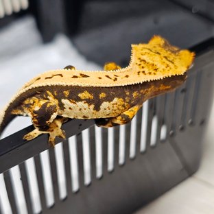 노멀 쿼드 풀핀