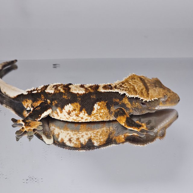 노멀 트라이 텐저린