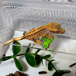 카푸치노 텐저린