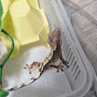 세이블