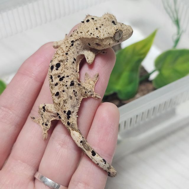 슈퍼달마시안