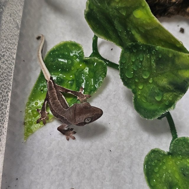 릴리화이트 팬텀 레드