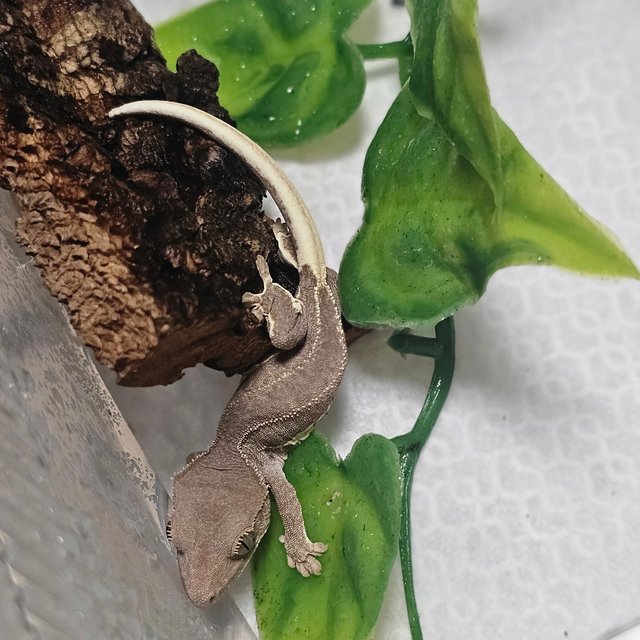 릴리화이트 팬텀 레드