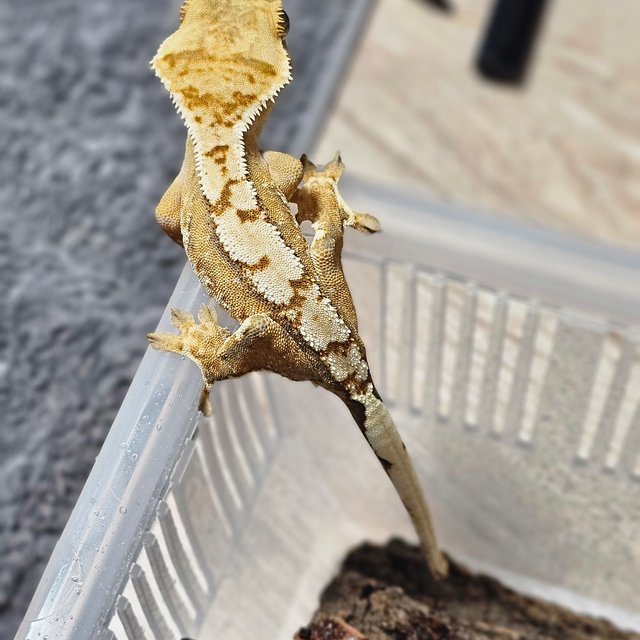 노멀 화이트스팟 텐저린