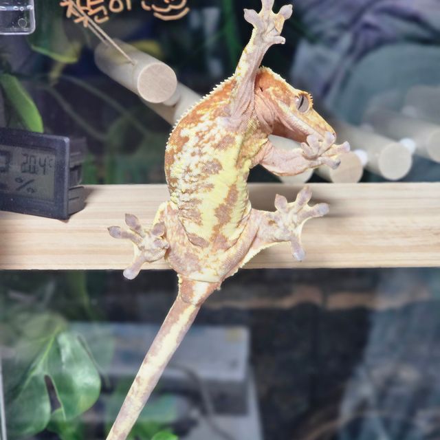 레드 릴리화이트