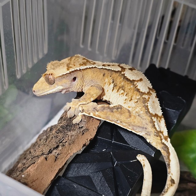 노멀 화이트스팟 텐저린