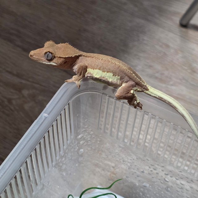 릴리화이트 팬텀 레드