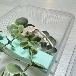 세미