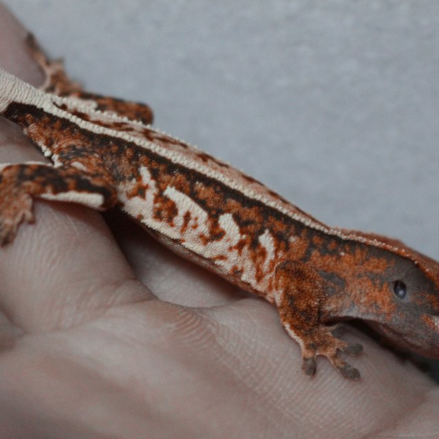 노멀 트라이 쿼드 화이트스팟 화이트크라운 텐저린