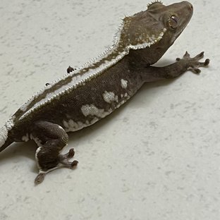 아잔틱 화이트핀