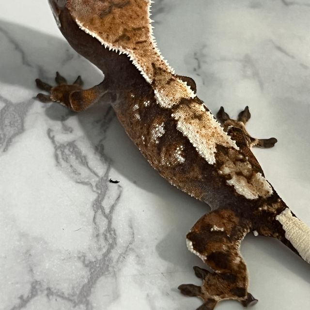 100%헷아잔틱 세이블