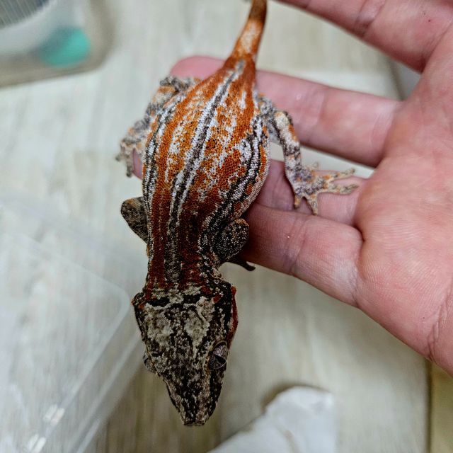 스트라이프