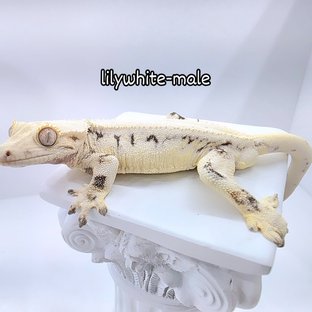 릴리화이트 솔리드백 화이트