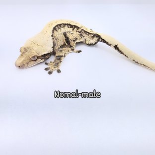 노멀 드리피 화이트스팟 쿼드 풀핀