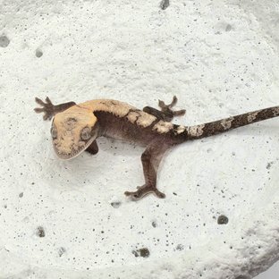 A8 광복.제니