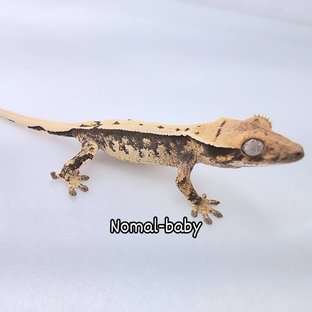 노멀 화이트 쿼드 화이트스팟 드리피