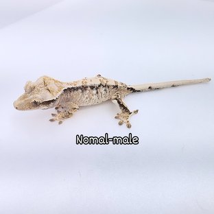 노멀 드리피 화이트스팟 화이트