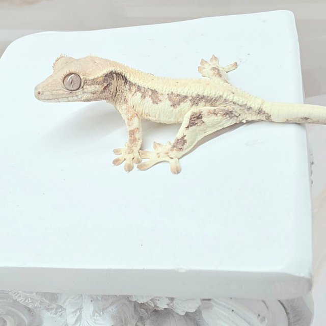 릴리 세이블 세이블