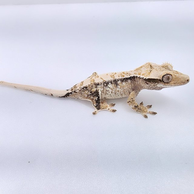 노멀 드리피 화이트스팟 화이트