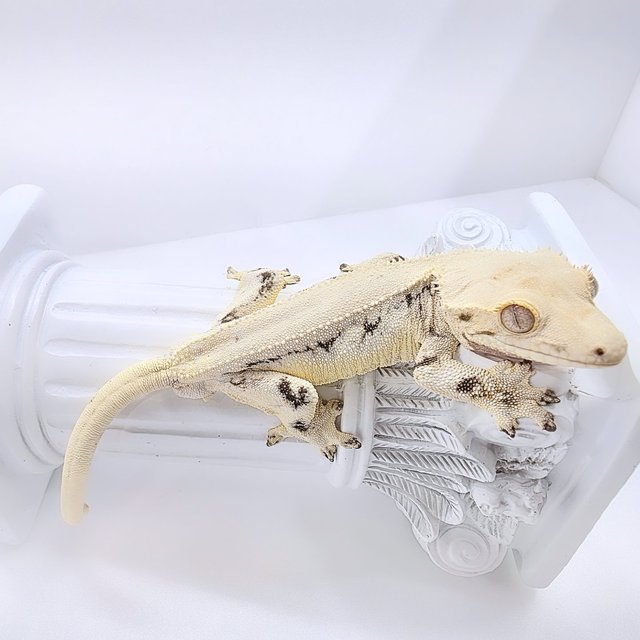 릴리화이트 솔리드백 화이트