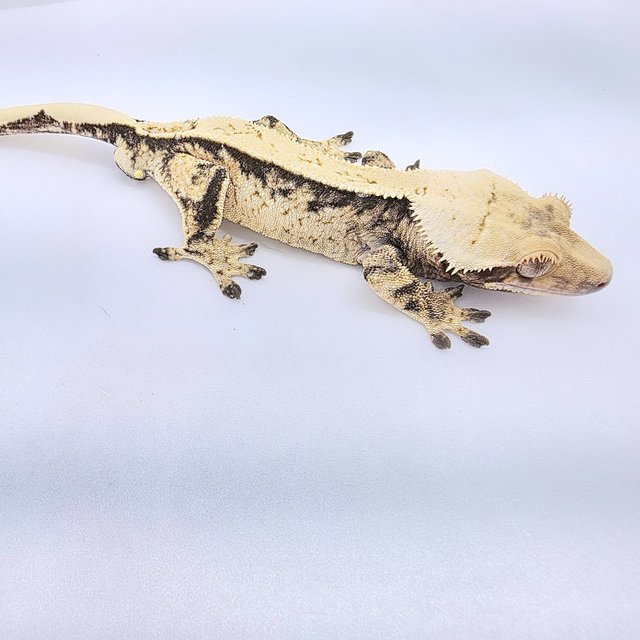 노멀 드리피 화이트스팟 쿼드 풀핀