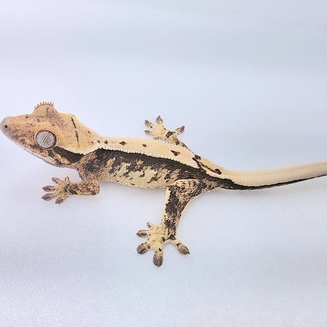 노멀 화이트 쿼드 화이트스팟 드리피