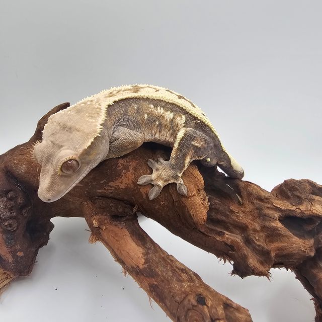 세이블