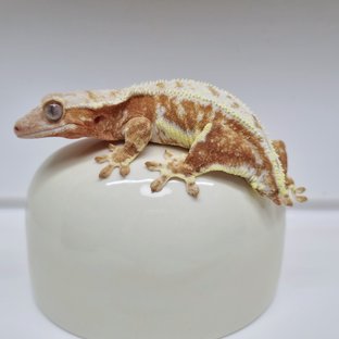 릴리화이트 레드