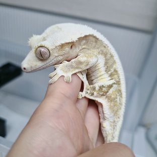 두부