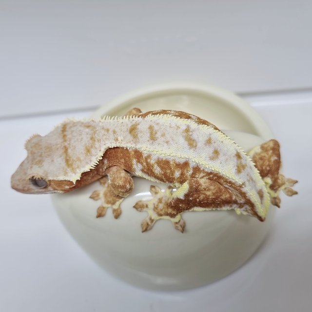 릴리화이트 레드