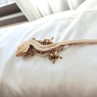 릴리100%헷아잔틱