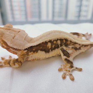 동배