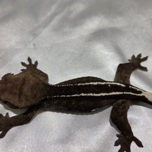 아잔틱