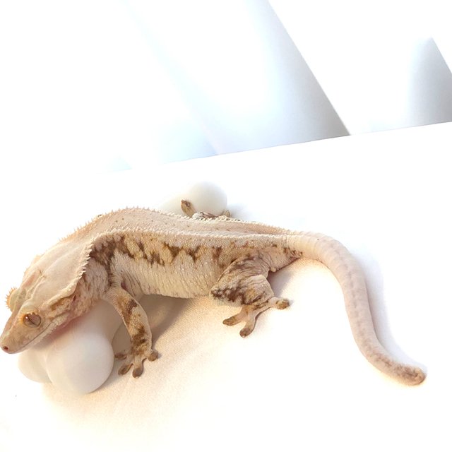 릴리100%헷아잔틱