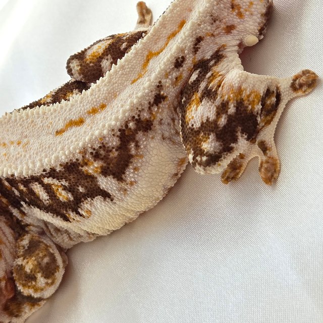 릴리100%헷아잔틱