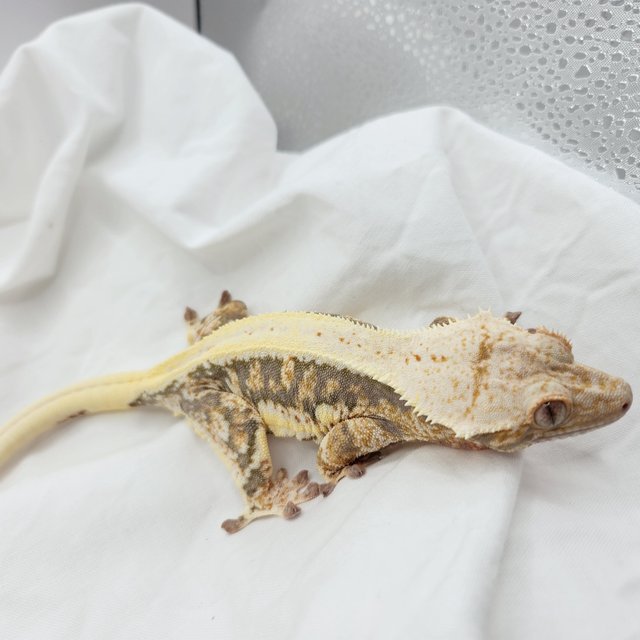 릴리100%헷아잔틱