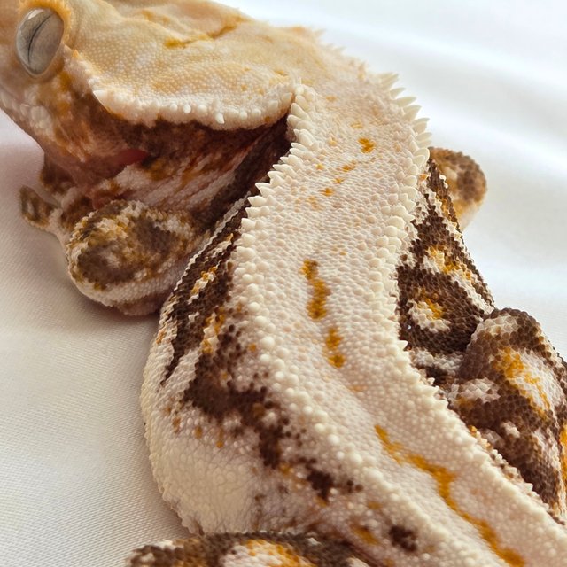 릴리100%헷아잔틱