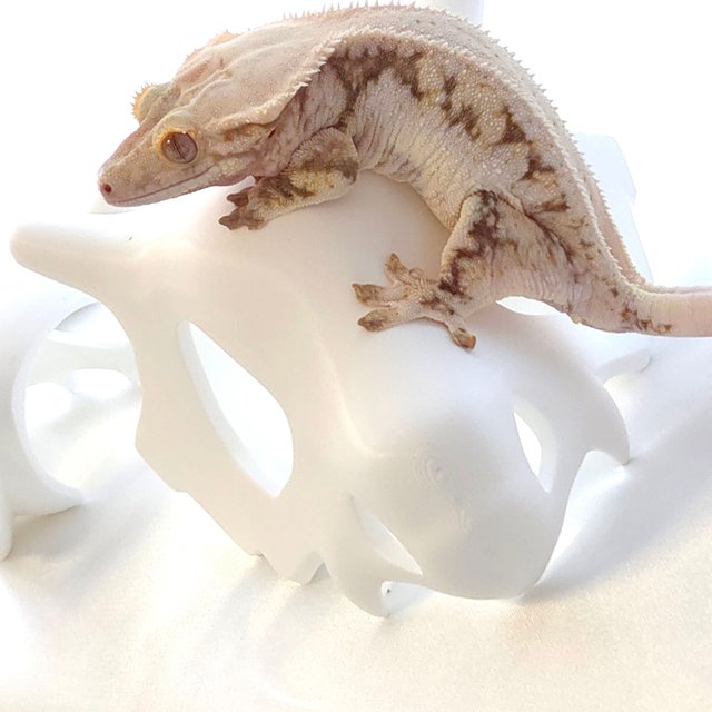 릴리100%헷아잔틱