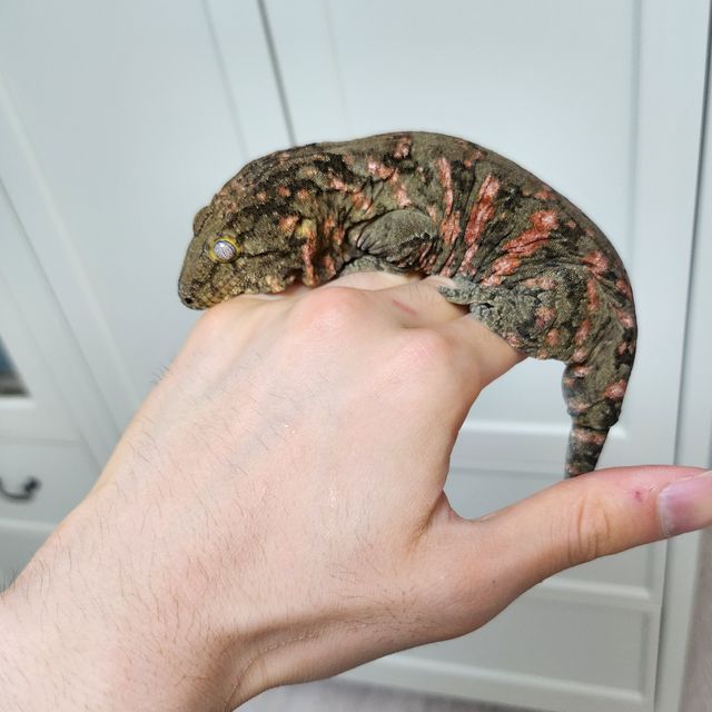 레드바
