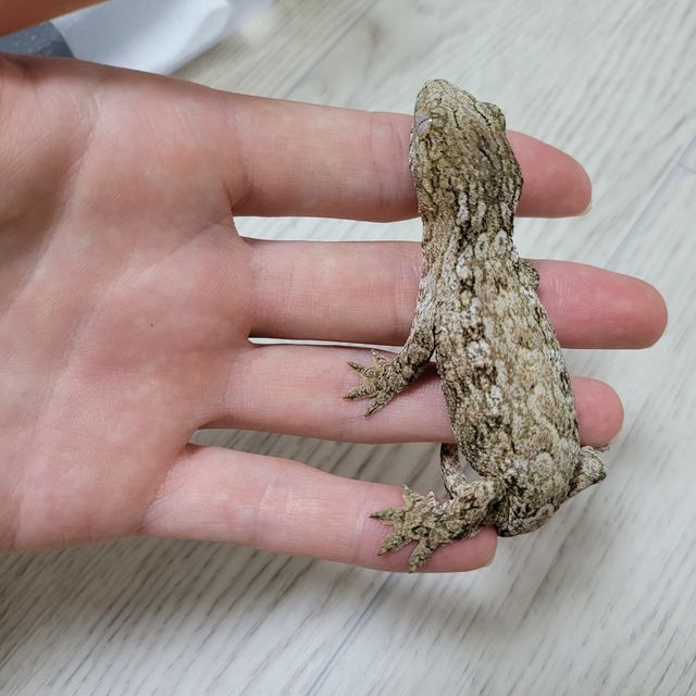 누아나