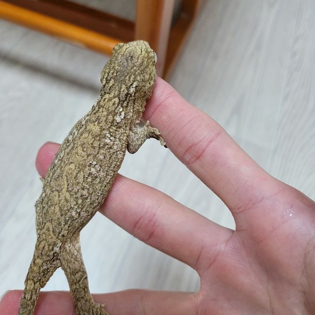 누아나
