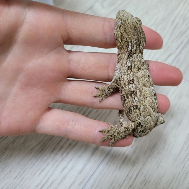 누아나