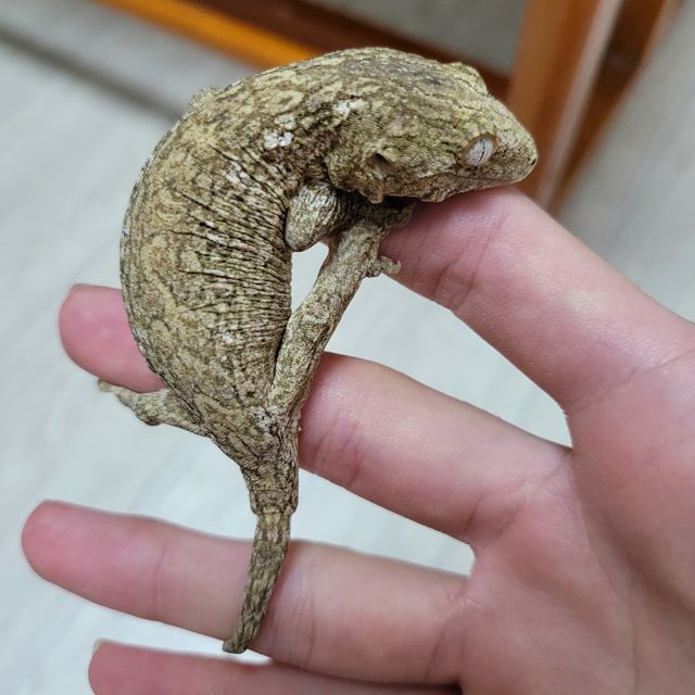 누아나