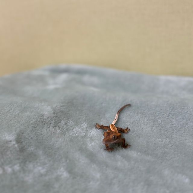 노멀