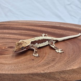 릴리화이트 레드